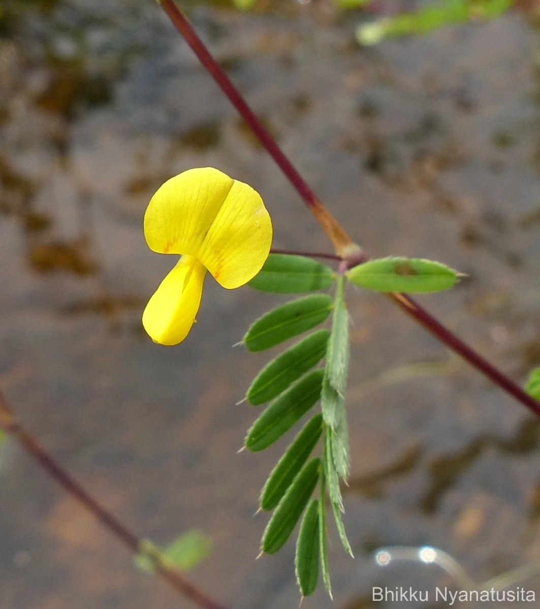 Smithia sensitiva Aiton